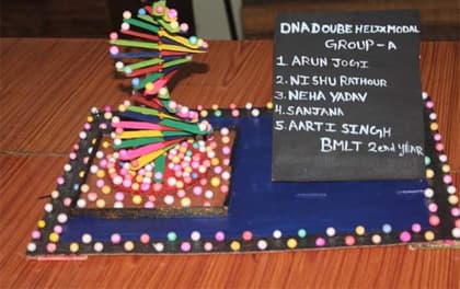 Structured DNA Model in Science Exhibition